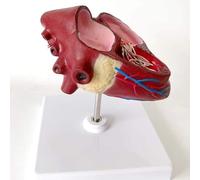 Canine Dog Heart Anatomical Model - PVC Educational Tool for Veterinary Teaching and Healthcare use Anatomy Studies