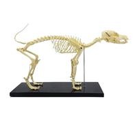 Canine Dog Skeleton Model Veterinary Anatomy Teaching Tool with Display Base PVC Felidae Specimen