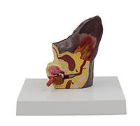 Canine Ear Model, Dog Ear Anatomical Double-Sided Model W/Education Card and Base, Animal Anatomical Model, Veterinary Teacher Canine Research Scientific Aids