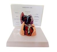 Canine Heart And Lung Model Canine Heart Canine Silkworm Model PVC Animal Organ Anatomical for Veterinary Teaching Education for Medical Student Lab Classroom Use