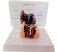 Canine Heart and Lung Model, Heartworm Anatomical Teaching Aid for Veterinary Science Education, Pathological Animal Heart Study Tool