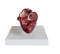 Canine Heart Dog Model with Base, Dog Heartworm Anatomy Model for Veterinary Anatomy, Animal Organ Anatomical Aid for Veterinary Science Study Education Teaching