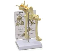 Canine Hip Femur Model, Dog Skeleton Teaching Aid for Veterinary Study and Display, Biology Medical Animal Model for Education and Training