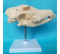 Canine natural bone anatomy model - Canine skull model - Animal skull head model - Medical anatomy canine skeleton model for veterinary medicine teaching