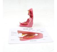 Canine Oral Model - Dog Teeth & Gum Pathology Teaching Aid for Veterinary Education & Animal Care