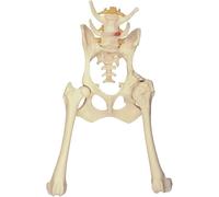 Canine Pelvis Model, Dog Canine Hip Joint Anatomy Model, Dog Pelvis Model, Physiology Education, Anatomy Model for Veterinarian’s Offices and Classrooms, Medical Learning Resources