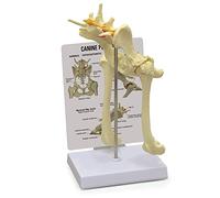 Canine Pelvis Model - Educational Tool for Veterinary Anatomy Study Full-size Canine Hip Joint Model