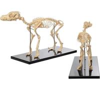 Canine Skeletal Anatomy Model, Canine Animal Anatomy Teaching Model, Advanced Canine Skeleton Model, for Human Biology Veterinary Demonstration Tools
