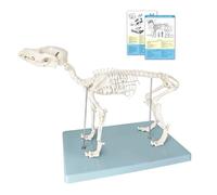Canine Skeletal Anatomy Model, Medical Anatomical Canine (Dog) Skeleton Model, Mounted to Base, Models Educational