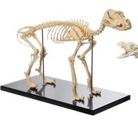 Canine Skeleton Bone Model, Animal Anatomy Teaching Model,Dog Skeleton Model Display Lab Teach Veterinary Animals for Human Biology Veterinary Demonstration Tool