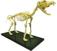 Canine Skeleton Bone Model, Canine Dog Skeleton Model Removable Skull Tail for Display Lab Medical Science Class Biology Veterinary Teach
