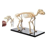 Canine Skeleton Model Extra Large Dog Skeleton Specimen Model,Animal Anatomy Teaching Model,Human Biology Teaching Veter