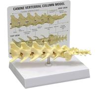 Canine Spine Anatomical Model for Veterinary Education and Office Display