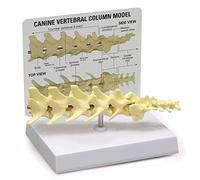 Canine Spine Model Anatomicals FULL SIZE SPINE Animal Body Anatomy Replica of Dog Vertebral Column for Veterinary Office