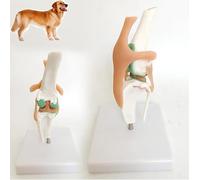 Canine Stifle Knee Model,Artificial Natural Size PVC Joint Anatomical Model with Animal Skeleton Anatomy Model