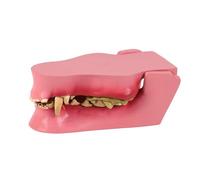 Canine Teeth Anatomy Tool for Veterinary Instructors Features Light Weight Construction Perfect for Mobile Teaching Use Dog Incisors Model