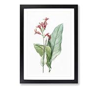 Canna Lily Flowers by Pierre-Joseph Redoute Framed Print | A2 Black Framed Wall Art | Ready to Hang | Modern Floral Picture | Living Room Bedroom Lounge Office
