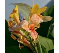 Canna Lily Indian Shot Plant Bulb Rhizome Virus Free