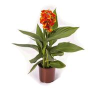 Canna 'Red Golden Flame'. 5cm Plant x 2. Tropical, exotic bedding flowers. Red & yellow bicolour flowers. Canna Lily. Available from Bedwen Plants