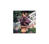 CANNA Tropicanna. The Original Tropicanna