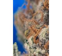 Cannabis Strain Journal: Terpene Edition (Pot Head Coloring Books for Adults)