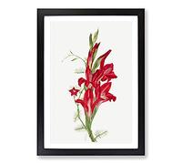 Cannas and Cypress Vine by Mary Vaux Walcott Framed Print | A2 Black Framed Wall Art | Ready to Hang | Modern Nature Picture | Living Room Bedroom Lounge Office
