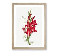 Cannas and Cypress Vine by Mary Vaux Walcott Framed Print | A2 Oak Framed Wall Art | Ready to Hang | Modern Nature Picture | Living Room Bedroom Lounge Office