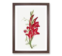 Cannas and Cypress Vine by Mary Vaux Walcott Framed Print | A2 Walnut Framed Wall Art | Ready to Hang | Modern Nature Picture | Living Room Bedroom Lounge Office