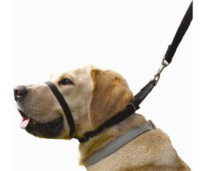 Canny Collar - The Collar For Dog Training And Walking, Simple And Effective Hel
