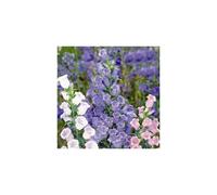 Canterbury Bells - A Cottage Garden Classic