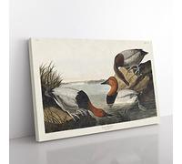 Canvas Backed Ducks By John James Audubon Vintage Canvas Wall Art Print Ready to Hang, Framed Picture for Living Room Bedroom Home Office Décor, 76x50 cm (30x20 Inch)