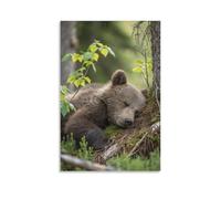 Canvas Wall Art 20"x30"-A Brown Bear Cub Lying on The Ground, Resting Against A Tree -Home Decor Paintings for Home, Bedroom（Unframed ）