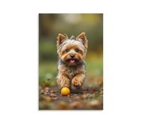 Canvas Wall Art 24"x36"-A Small Yorkshire Terrier Running on A Path with An Orange Ball -Home Decor Paintings for Home, Bedroom（Unframed ）