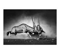 Canvas Wall Art Antelope Fighting Canvas Print Artwork Black And White Animal Wall Art Paintings Modern Picture Print Unframed for Living Room Dinning Room Bedroom Bathroom Home Decor 12x18inch