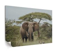 Canvas Wall Art for Living Room 42x29,7 cm Elephant on the savannah