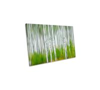CanvasGeeks Aspen Forest Birch Trees Green Canvas Wall Art Picture Print | Size: W30" x H20" x D20mm CanvasGeeks Green W30" x H20" x D20mm
