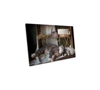 CanvasGeeks Don't Wake Up a Sleeping Cat Canvas Wall Art Picture Print | Size: W30" x H20" x D20mm CanvasGeeks Multicolor W30" x H20" x D20mm