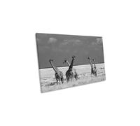 CanvasGeeks Look Strange Animals Giraffes Canvas Wall Art Picture Print in Grey | Size: W30" x H20" x D20mm CanvasGeeks Grey W30" x H20" x D20mm