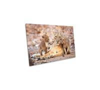 CanvasGeeks Mother Asiatic Lioness with Baby Lions Playing Family Canvas Wall Art Picture Print in Fawn | Size: W30" x H20" x D20mm CanvasGeeks Fawn W30" x H20" x D20mm