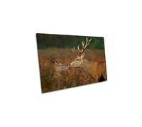 CanvasGeeks Stolen Kiss Deer Fawn Stag Brown Canvas Wall Art Picture Print | Size: W18" x H12" x D20mm CanvasGeeks Brown W18" x H12" x D20mm
