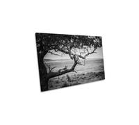 CanvasGeeks The Queen Lion Lioness Tree Wildlife Canvas Wall Art Picture Print in Grey | Size: W36" x H24" x D40mm CanvasGeeks Grey W36" x H24" x D40mm