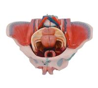 CAOJS Female Pelvic Anatomy Model, Life Size Human Female Pelvis Model with Pelvic Floor Muscles, Vessels Nerves & Reproductive Organs, 4 Parts Removable Organs, for The Teaching of Physiology