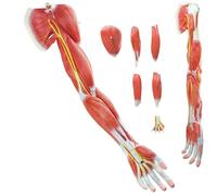 CAOJS Human Anatomical Muscular Arm Model, 7 Part Half Size Numbered Muscular Upper Limb Shoulder Hand Model with Removable Muscles and 79 Parts Are Numbered and Labeled for Medical Study Teaching