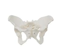 CAOJS Pelvis Skeletal Model of The Female, Real Size Female Pelvis Model, Cast from a Real Human Pelvis Skeleton, for Medical Science Educational Aid, Gynecology Patient Communication