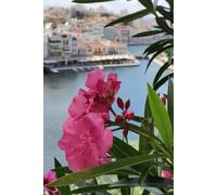 Capture the Moment and Pause for a Breath: Lined notebook, Travel Cover, A Journal Full of Adventures