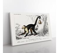 Capuchin Monkeys By Charles D' Orbigny Vintage Canvas Wall Art Print Ready to Hang, Framed Picture for Living Room Bedroom Home Office Décor, 50x35 cm (20x14 Inch)