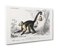 Capuchin Monkeys By Charles D' Orbigny Vintage Canvas Wall Art Print Ready to Hang, Framed Picture for Living Room Bedroom Home Office Décor, 30x20 Inch (76x50 cm)