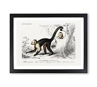 Capuchin Monkeys By Charles D' Orbigny Vintage Framed Print | A4 Black Framed Wall Art | Ready to Hang | Classic Animal Picture | Living Room Bedroom Lounge Office