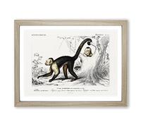 Capuchin Monkeys By Charles D' Orbigny Vintage Framed Wall Art Print, Ready to Hang Picture for Living Room Bedroom Home Office Décor, Oak A2 (64 x 46 cm)