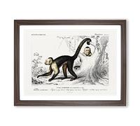 Capuchin Monkeys By Charles D' Orbigny Vintage Framed Wall Art Print, Ready to Hang Picture for Living Room Bedroom Home Office Décor, Walnut A2 (64 x 46 cm)